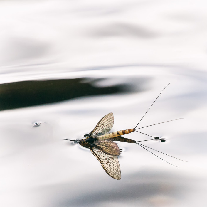 Mayfly spinner