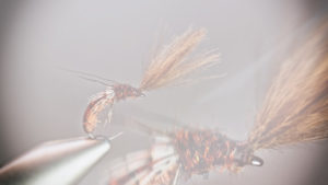 Rena Caddis Emerger