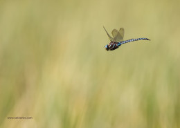 Mating Dragonfly