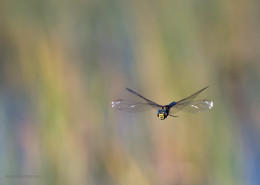 Mating Dragonfly