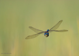 Mating Dragonfly