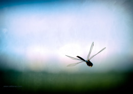 Mating Dragonfly