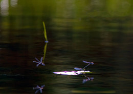 Mating Dragonfly