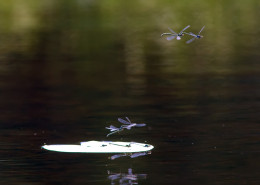 Mating Dragonfly