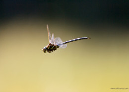 Mating Dragonfly