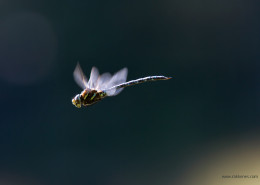 Mating Dragonfly