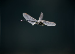 Mating Dragonfly