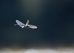 Mating Dragonfly