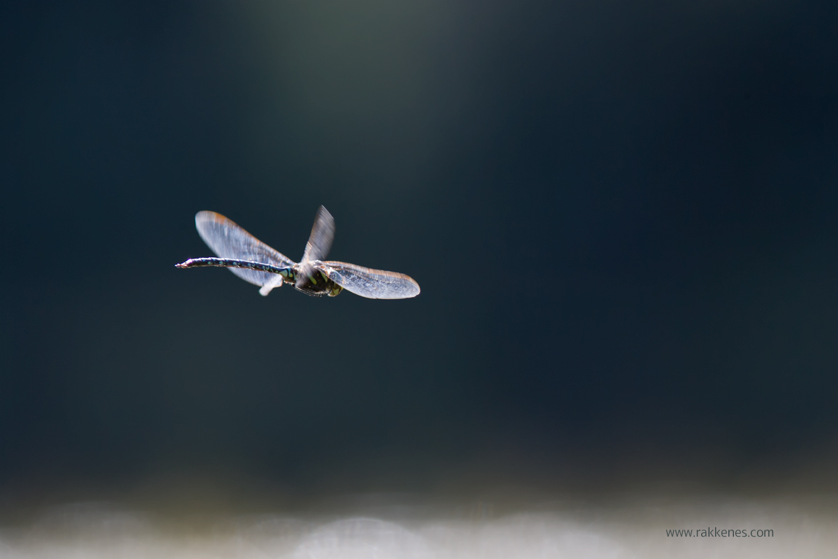 Mating Dragonfly