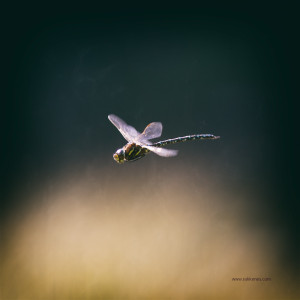 Mating Dragonfly
