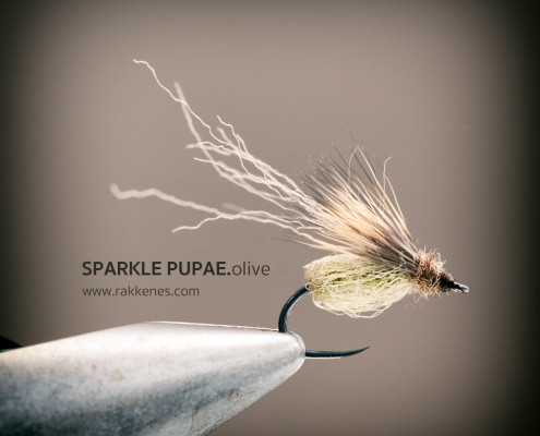 La Fontaine Emerging Sparkle Pupae