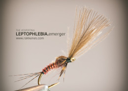 Leptophlebia Vespertina Emerger