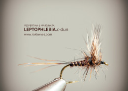 Leptophlebia Marginata Comparadun