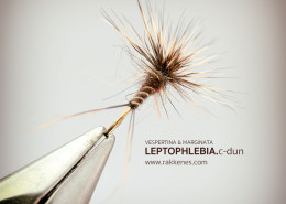Leptophlebia Marginata Comparadun
