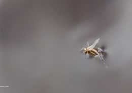 Emerging Mayfly