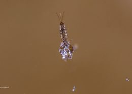 Emerging Mayfly