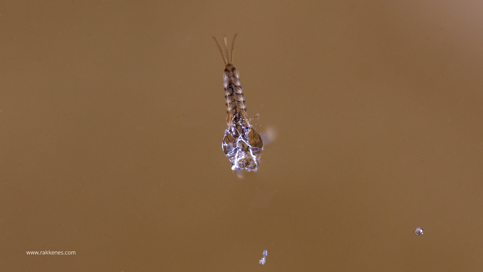 Emerging Mayfly