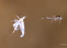 Emerging Mayfly