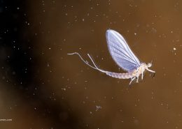 Crippled mayfly