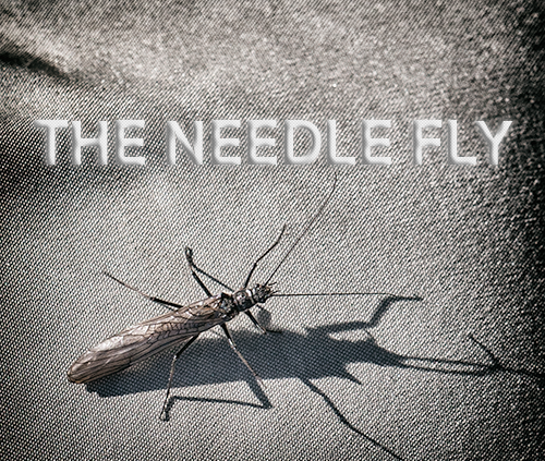 Needle Fly