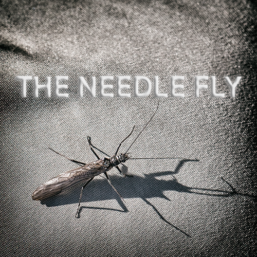 Needle Fly