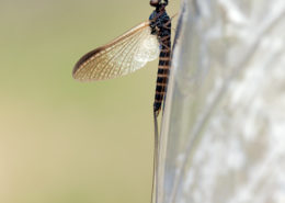 Sepia Dun - Leptophlebia Marginata