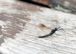 Sepia Dun - Leptophlebia Marginata