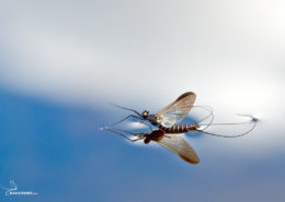 Sepia Dun - Leptophlebia Marginata