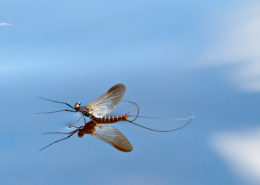 Sepia Dun - Leptophlebia Marginata