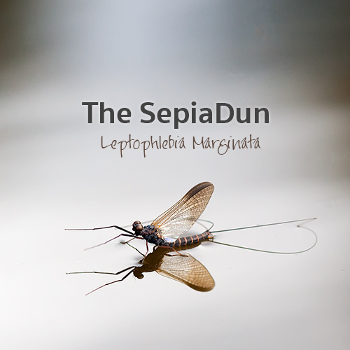 The Sepia Dun - Leptophlebia Marginata