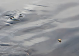 Early Season Caddis