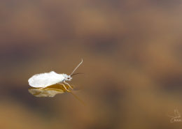 Early Season Caddis