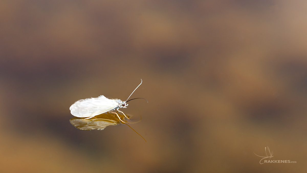 Early Season Caddis