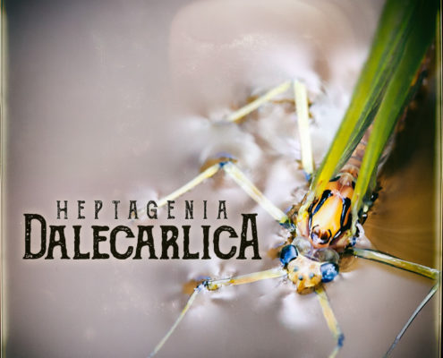 Heptagenia Dalecarlica