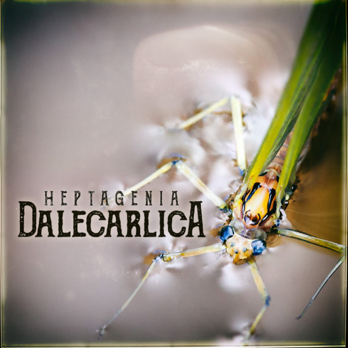 Heptagenia Dalecarlica