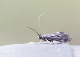 Early Season Caddis