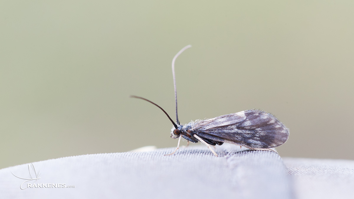 Early Season Caddis