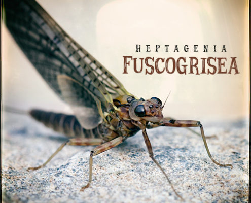 Heptagenia Fuscogrisea