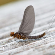 Baetis niger and Baetis digitatus