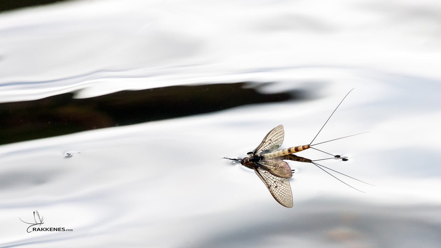 The Mayfly… Ephemera danica – fly fishing's national bird around