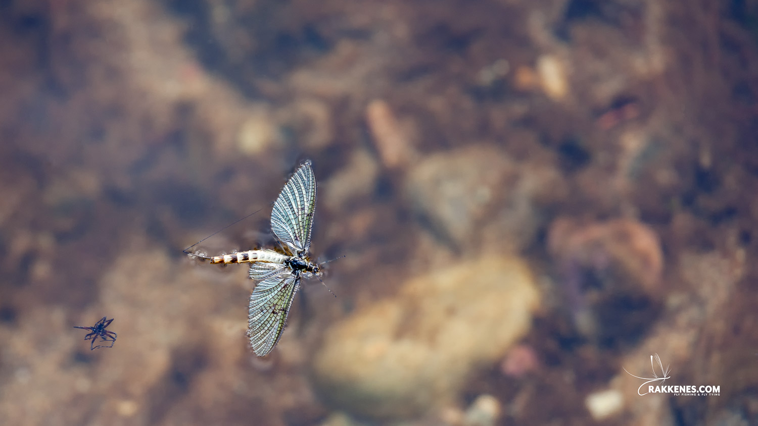 The Mayfly… Ephemera danica – fly fishing's national bird around