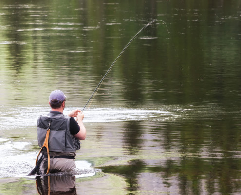 Flyfishing trout