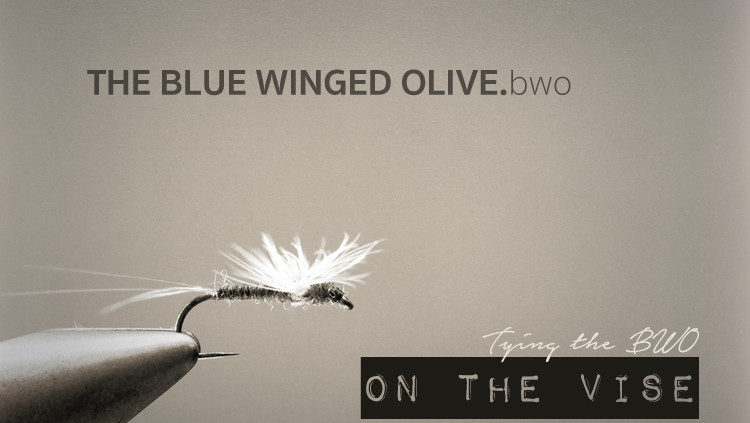 BWO Blue winged olive