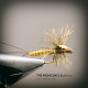 The Mohican Mayfly