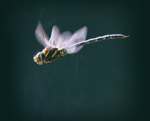 Mating Dragonfly