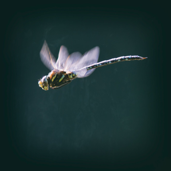 Mating Dragonfly