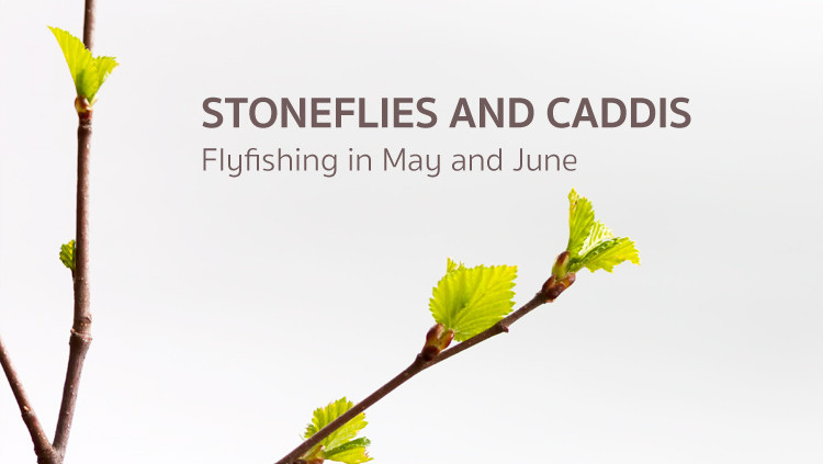 Stonefly and Caddis in May