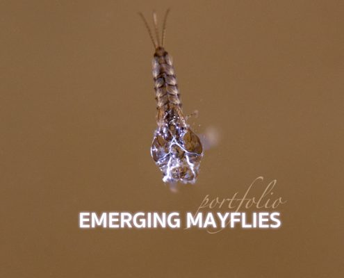 Emerging Mayfly