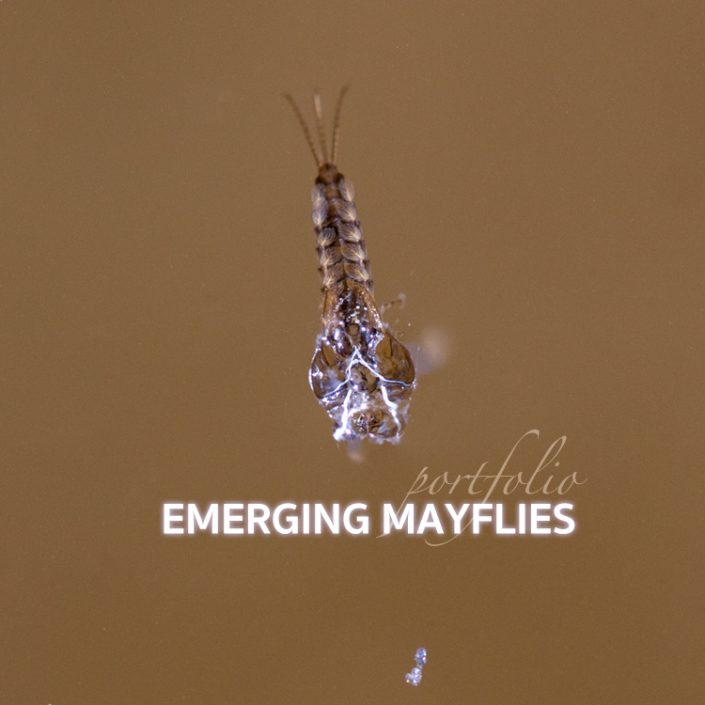 Emerging Mayfly