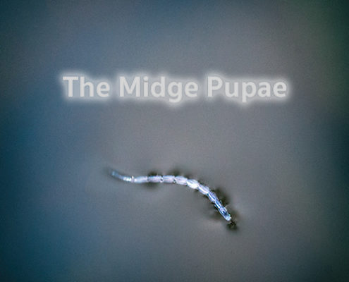 Midge Pupae